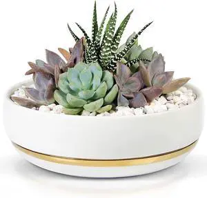 Willowy 6 Inch Succulent Pot with Drainage - Shallow Succulent Planter with Glossy White Finish and Gold Trim - No Plants Included Willowy 6 Inch Succulent Pot with Drainage - Shallow Succulent Planter with Glossy White Finish and Gold Trim - No Plants Included