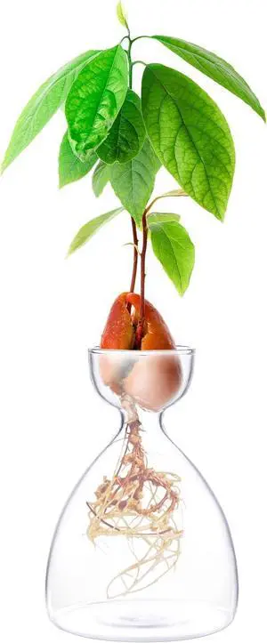 Avocado Seed Sprout Starter Vase Planter Pot Indoor Avocado Tree Growing Vase Kit Glass Garden Seed Starter Planting Vase Clear Avocado Seed Planter Gift for Kids Adult Friends Families Avocado Seed Sprout Starter Vase Planter Pot Indoor Avocado Tree Growing Vase Kit Glass Garden Seed Starter Planting Vase Clear Avocado Seed Planter Gift for Kids Adult Friends Families