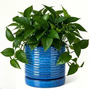 HASENSE Ceramic Plant Pots Indoor Outdoor, 6 Inch Round Pot for Plants with Drainage Hole and Saucer, Reactive Glaze Blue Planter for Herb Snake, Ideal for Mom Gift HASENSE Ceramic Plant Pots Indoor Outdoor, 6 Inch Round Pot for Plants with Drainage Hole and Saucer, Reactive Glaze Blue Planter for Herb Snake, Ideal for Mom Gift