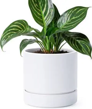 Phoenix Vine 6 Inch Planter Pot with Drainage Hole & Saucer, Deep Water Catch Tray, Straight Cylindrical Round Pot for Plants, Matte White, Pack of 1, 23-B-S-1 Phoenix Vine 6 Inch Planter Pot with Drainage Hole & Saucer, Deep Water Catch Tray, Straight Cylindrical Round Pot for Plants, Matte White, Pack of 1, 23-B-S-1