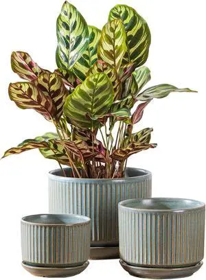 SURE YUESI Green Ceramic Plant Pots Set of 3 (4.3+5.5+6.7), Indoor Striped Planters with Drainage Hole, Mesh Pads, Decorative Pots for Plants & Gardening SURE YUESI Green Ceramic Plant Pots Set of 3 (4.3+5.5+6.7), Indoor Striped Planters with Drainage Hole, Mesh Pads, Decorative Pots for Plants & Gardening