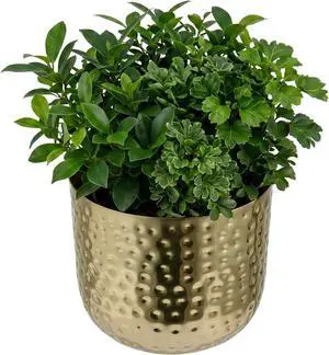 MyGift 6-Inch Shiny Brass Tone Metal Plant Pot with Hammered Texture, Cylindrical Indoor Succulent Planter - Handcrafted in India MyGift 6-Inch Shiny Brass Tone Metal Plant Pot with Hammered Texture, Cylindrical Indoor Succulent Planter - Handcrafted in India