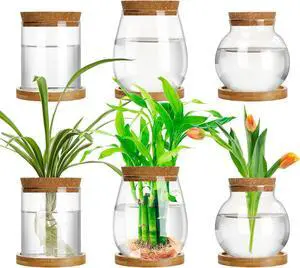 Beeveer 6 Pcs Plants Propagation Station Separated Desktop Plant Terrarium with Wood Lid and Stand, 3 Sizes Glass Planter Propagated Jars Propagation Vases for Indoor Home (Classic Style) Beeveer 6 Pcs Plants Propagation Station Separated Desktop Plant Terrarium with Wood Lid and Stand, 3 Sizes Glass Planter Propagated Jars Propagation Vases for Indoor Home (Classic Style)