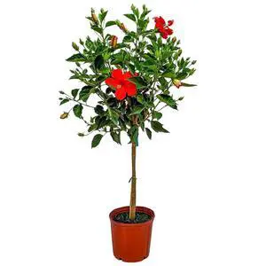 Live Hibiscus Plant - Tropical Flowering Tree Plant - Red President - Overall Height 38" to 44" - (Plant Only) Live Hibiscus Plant - Tropical Flowering Tree Plant - Red President - Overall Height 38" to 44" - (Plant Only)
