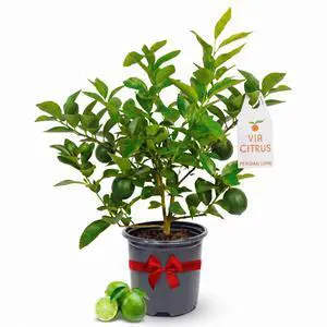 Persian Lime Tree Live Plants 13" - 22" Tall Indoor Outdoor Fruit Tree Plant Growing, Live Citrus Plant Mothers Day Gift for Mom Home Garden Patio Use, Cannot Ship CA AL AZ TX LA by Persian Lime Tree Live Plants 13" - 22" Tall Indoor Outdoor Fruit Tree Plant Growing, Live Citrus Plant Mothers Day Gift for Mom Home Garden Patio Use, Cannot Ship CA AL AZ TX LA by