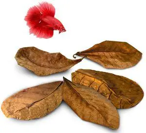 SunGrow Betta Leaves - Beneficial Indian Almond Leaves for Overall Development SunGrow Betta Leaves - Beneficial Indian Almond Leaves for Overall Development