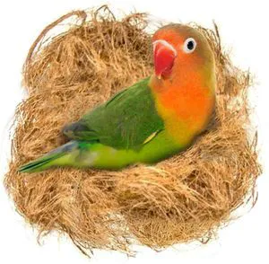 SunGrow Finch Coconut Fiber 1.5 oz, Loose Bedding Substrate and Nesting Material for Birds Nest Cages - Budgie, Canary, Hummingbird, Parakeet SunGrow Finch Coconut Fiber 1.5 oz, Loose Bedding Substrate and Nesting Material for Birds Nest Cages - Budgie, Canary, Hummingbird, Parakeet