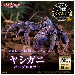 Japan Coconut Crab (Purple Color) Ikimono Great Encyclopedia Japan Coconut Crab (Purple Color) Ikimono Great Encyclopedia