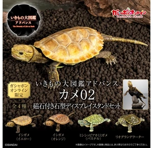 Ikimono Daizukan Advance Turtle 02 with Magnetic Display Stand Set Ikimono Daizukan Advance Turtle 02 with Magnetic Display Stand Set
