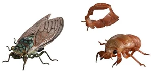 Ikimono Daizukan Advance Cicada 01 Display Stand Set (2-Type Set) Ikimono Daizukan Advance Cicada 01 Display Stand Set (2-Type Set)