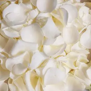 200Pcs Dried Real White Rose Petals, Freeze Preserved Flower Petals | 1.8oz for Gifts Wedding Party Decor, Dinner Table Centerpieces, Bridal Shower,Confetti 200Pcs Dried Real White Rose Petals, Freeze Preserved Flower Petals | 1.8oz for Gifts Wedding Party Decor, Dinner Table Centerpieces, Bridal Shower,Confetti