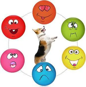 Squeaky Dog Toys Latex Rubber Soft Dog Squeaky Toys Squeaky Chewing Teething Fetching Dog Balls Puppy Toys Gifts for Pets Medium Small Dogs 6Pcs/Set Squeaky Dog Toys Latex Rubber Soft Dog Squeaky Toys Squeaky Chewing Teething Fetching Dog Balls Puppy Toys Gifts for Pets Medium Small Dogs 6Pcs/Set