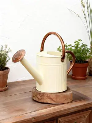 Metal Watering Can for Indoor Outdoor Plant 1/2 Gallon Creamy | plant watering cans with Removable Spout Embossd Design Plant Watering Devices Galvanized Perfect Home & Garden Décor Metal Watering Can for Indoor Outdoor Plant 1/2 Gallon Creamy | plant watering cans with Removable Spout Embossd Design Plant Watering Devices Galvanized Perfect Home & Garden Décor