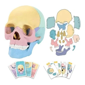 Anatomy Skull Model, Human Anatomy Skull Puzzle, Detachable Mini Human Skull Model, Clinic Teaching Anatomy Skull Model, Human Anatomy Skull Puzzle, Detachable Mini Human Skull Model, Clinic Teaching