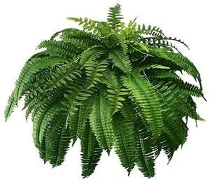 Lifelike UV Resistant Artificial Boston Fern for Outdoor Use Faux Fern Plants Greenery Decorative Fake Ferns Lifelike UV Resistant Artificial Boston Fern for Outdoor Use Faux Fern Plants Greenery Decorative Fake Ferns