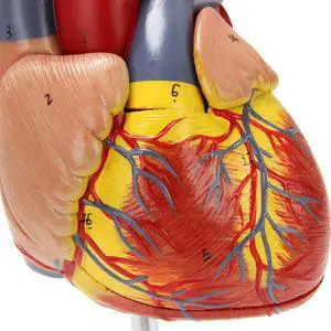 3X 1: 1 Human Heart Model, Anatomically Accurate Heart Model Life Size Human Skeleton Anatomy 3X 1: 1 Human Heart Model, Anatomically Accurate Heart Model Life Size Human Skeleton Anatomy