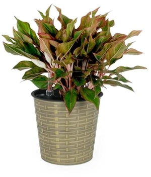 Hassyee Wicker Decor Planter with Self-Watering System and Lightweight Structure for Backyard, Lawn, Outdoor Flower Pot with Bottom Plug for Growing Flowers, Plants Hassyee Wicker Decor Planter with Self-Watering System and Lightweight Structure for Backyard, Lawn, Outdoor Flower Pot with Bottom Plug for Growing Flowers, Plants
