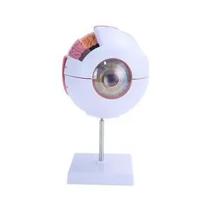 AMUREKE 6X Human Eye Model Enlarged Anatomical Eyeball Model for Science Classroom Study Display Medical Education with Removable Stand AMUREKE 6X Human Eye Model Enlarged Anatomical Eyeball Model for Science Classroom Study Display Medical Education with Removable Stand