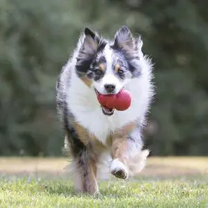 Classic Stuffable Dog Toy - Fetch & Chew Toy for Dogs - Treat-Filling Capabilities & Erratic Bounce for Extended Play Time - Durable Natural Rubber Material - for Large Dogs Classic Stuffable Dog Toy - Fetch & Chew Toy for Dogs - Treat-Filling Capabilities & Erratic Bounce for Extended Play Time - Durable Natural Rubber Material - for Large Dogs