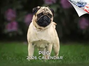 Pug Calendar 2026 2027 14 Month Wall Calendar | Dog Lover Gift, Thick 100# No-Bleed Paper, Large Writing Blocks, Made in USA, Squishy Face Photos, Teacher Gift Pug Calendar 2026 2027 14 Month Wall Calendar | Dog Lover Gift, Thick 100# No-Bleed Paper, Large Writing Blocks, Made in USA, Squishy Face Photos, Teacher Gift