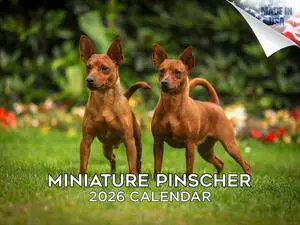 Min Pin Calendar 2026 2027 14-Month Miniature Pinscher Wall Academic | Dog Lover Gift, Thick 100# No-Bleed Paper, Large Writing Blocks, Made in USA, King of Toys, Teacher Gift Min Pin Calendar 2026 2027 14-Month Miniature Pinscher Wall Academic | Dog Lover Gift, Thick 100# No-Bleed Paper, Large Writing Blocks, Made in USA, King of Toys, Teacher Gift