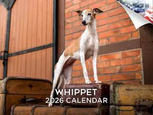 Whippet Calendar 2026 2027 14 Month Wall Calendar | Dog Lover Gift, Thick 100# No-Bleed Paper, Large Writing Blocks, Made in USA, Sighthound Decor, Teacher Gift Whippet Calendar 2026 2027 14 Month Wall Calendar | Dog Lover Gift, Thick 100# No-Bleed Paper, Large Writing Blocks, Made in USA, Sighthound Decor, Teacher Gift