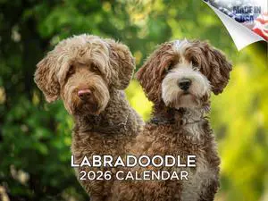 Labradoodle Calendar 2026 2027 14 Month Wall Calendar | Dog Lover Gift, Thick 100# No-Bleed Paper, Large Writing Blocks, Made in USA, Doodle Decor, Teacher Gift Labradoodle Calendar 2026 2027 14 Month Wall Calendar | Dog Lover Gift, Thick 100# No-Bleed Paper, Large Writing Blocks, Made in USA, Doodle Decor, Teacher Gift