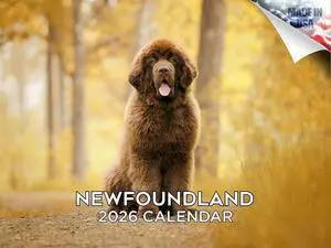 Newfoundland Calendar 2026 2027 14-Month Newfie Wall Academic | Dog Lover Gift, Thick 100# No-Bleed Paper, Large Writing Blocks, Made in USA, Gentle Giant Decor, Teacher Gift Newfoundland Calendar 2026 2027 14-Month Newfie Wall Academic | Dog Lover Gift, Thick 100# No-Bleed Paper, Large Writing Blocks, Made in USA, Gentle Giant Decor, Teacher Gift