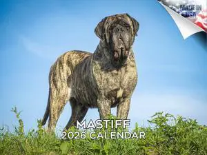 English Mastiff Calendar 2026 2027 14-Month Mastiff Wall Academic | Dog Lover Gift, Thick 100# No-Bleed Paper, Large Writing Blocks, Made in USA, Gentle Giant Decor, Teacher Gift English Mastiff Calendar 2026 2027 14-Month Mastiff Wall Academic | Dog Lover Gift, Thick 100# No-Bleed Paper, Large Writing Blocks, Made in USA, Gentle Giant Decor, Teacher Gift
