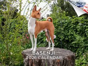Basenji Calendar 2026 2027 14 Month Wall Calendar | Dog Lover Gift, Thick 100# No-Bleed Paper, Large Writing Blocks, Made in USA, Barkless Dog Decor, Teacher Gift Basenji Calendar 2026 2027 14 Month Wall Calendar | Dog Lover Gift, Thick 100# No-Bleed Paper, Large Writing Blocks, Made in USA, Barkless Dog Decor, Teacher Gift