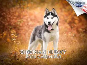 Husky Calendar 2026 2027 14-Month Siberian Husky Wall Academic | Dog Lover Gift, Thick 100# No-Bleed Paper, Large Writing Blocks, Made in USA, Sled Dog Decor, Teacher Gift Husky Calendar 2026 2027 14-Month Siberian Husky Wall Academic | Dog Lover Gift, Thick 100# No-Bleed Paper, Large Writing Blocks, Made in USA, Sled Dog Decor, Teacher Gift