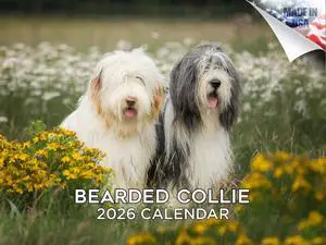 Bearded Collie Calendar 2026 2027 14 Month Wall Calendar | Dog Lover Gift, Thick 100# No-Bleed Paper, Large Writing Blocks, Made in USA, Shaggy Dog Decor, Teacher Gift Bearded Collie Calendar 2026 2027 14 Month Wall Calendar | Dog Lover Gift, Thick 100# No-Bleed Paper, Large Writing Blocks, Made in USA, Shaggy Dog Decor, Teacher Gift