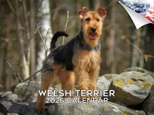 Welsh Terrier Calendar 2026 2027 14 Month Wall Calendar | Dog Lover Gift, Thick 100# No-Bleed Paper, Large Writing Blocks, Made in USA, Wire Coat Terrier, Teacher Gift Welsh Terrier Calendar 2026 2027 14 Month Wall Calendar | Dog Lover Gift, Thick 100# No-Bleed Paper, Large Writing Blocks, Made in USA, Wire Coat Terrier, Teacher Gift