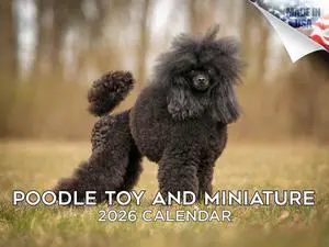 Toy Poodle Calendar 2026 2027 14-Month Toy & Miniature Poodle Wall | Dog Lover Gift, Thick 100# No-Bleed Paper, Large Writing Blocks, Made in USA, Small Poodle Decor, Teacher Gift Toy Poodle Calendar 2026 2027 14-Month Toy & Miniature Poodle Wall | Dog Lover Gift, Thick 100# No-Bleed Paper, Large Writing Blocks, Made in USA, Small Poodle Decor, Teacher Gift