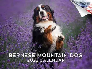 Bernese Mountain Dog Calendar 2026 2027 14-Month Berner Wall Academic | Dog Lover Gift, Thick 100# No-Bleed Paper, Large Writing Blocks, Made in USA, Gentle Giant Decor, Teacher Gift Bernese Mountain Dog Calendar 2026 2027 14-Month Berner Wall Academic | Dog Lover Gift, Thick 100# No-Bleed Paper, Large Writing Blocks, Made in USA, Gentle Giant Decor, Teacher Gift