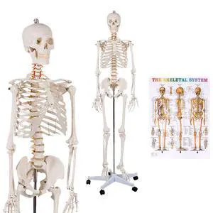 Human Skeleton Model for Anatomy, 70.8 Life Size Skeleton Model with Nervous System and Rolling Stand for Medical Study, Anatomical Skeleton with Movable Arms and Legs, Dust Cover & Poster Human Skeleton Model for Anatomy, 70.8 Life Size Skeleton Model with Nervous System and Rolling Stand for Medical Study, Anatomical Skeleton with Movable Arms and Legs, Dust Cover & Poster