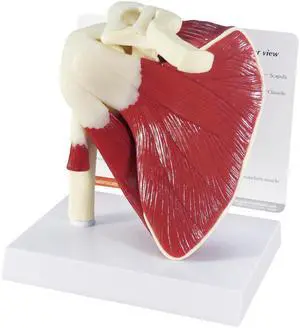 Muscled Shoulder Model, Right Shoulder Joint | Human Body and Anatomy Replica for Physiology Education, Anatomical Model for Doctor's Office, Medical Learning Resources Muscled Shoulder Model, Right Shoulder Joint | Human Body and Anatomy Replica for Physiology Education, Anatomical Model for Doctor's Office, Medical Learning Resources
