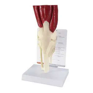 Muscled Knee ModelRight Knee Joint with Muscles Model | Human Body and Anatomy Replica for Physiology Education, Anatomical Model for Doctor's Office, Medical Learning Resources Muscled Knee ModelRight Knee Joint with Muscles Model | Human Body and Anatomy Replica for Physiology Education, Anatomical Model for Doctor's Office, Medical Learning Resources