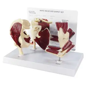 Mini-Muscled Joint Model Set, Shoulder, Knee, & Elbow Joint | Human Body and Anatomy Replica for Physiology Education, Anatomical Model for Doctor's Office, Medical Learning Resources Mini-Muscled Joint Model Set, Shoulder, Knee, & Elbow Joint | Human Body and Anatomy Replica for Physiology Education, Anatomical Model for Doctor's Office, Medical Learning Resources