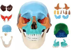 22-Part Didactic Human Skull, Cast from a Real Human Skull, 22 Color-Coded Disarticulated Bones with Magnetic Connections, Identifies Over 50 Structures, Full-Color Manual 22-Part Didactic Human Skull, Cast from a Real Human Skull, 22 Color-Coded Disarticulated Bones with Magnetic Connections, Identifies Over 50 Structures, Full-Color Manual