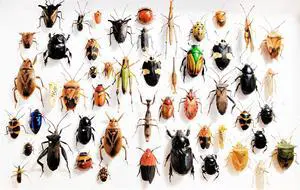 Mixed lot of Assorted Beetles Bugs Insects Choose Quantity (25) Mixed lot of Assorted Beetles Bugs Insects Choose Quantity (25)