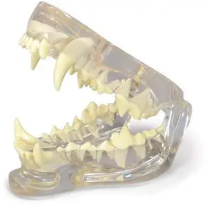 Clear Canine Jaw Model with Teeth for Canine Anatomy | Canine Anatomy Replica for Physiology Education, Anatomical Model for Veterinarian's Office, Vet Medical Learning Resources Clear Canine Jaw Model with Teeth for Canine Anatomy | Canine Anatomy Replica for Physiology Education, Anatomical Model for Veterinarian's Office, Vet Medical Learning Resources