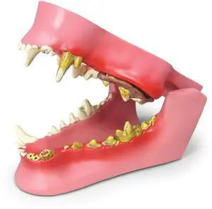 Canine Jaw Model with Teeth for Canine Anatomy | Canine Anatomy Replica for Physiology Education, Anatomical Model for Veterinarian's Office, Vet Medical Learning Resources Canine Jaw Model with Teeth for Canine Anatomy | Canine Anatomy Replica for Physiology Education, Anatomical Model for Veterinarian's Office, Vet Medical Learning Resources