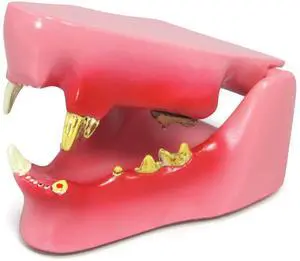 Feline Jaw Model with Teeth for Feline Anatomy | Feline Anatomy Replica for Physiology Education, Anatomical Model for Veterinarian's Office, Vet Medical Learning Resources Feline Jaw Model with Teeth for Feline Anatomy | Feline Anatomy Replica for Physiology Education, Anatomical Model for Veterinarian's Office, Vet Medical Learning Resources