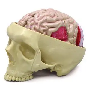 Brain Model Inside Partial Skull Afflicted by Pathologies | Human Body and Anatomy Replica for Physiology Education, Anatomical Model for Doctor's Office, Medical Learning Resources Brain Model Inside Partial Skull Afflicted by Pathologies | Human Body and Anatomy Replica for Physiology Education, Anatomical Model for Doctor's Office, Medical Learning Resources