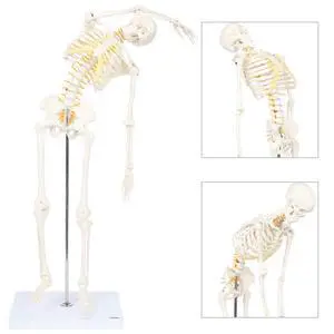 Mini Human Flexible Skeleton Model with Stand, 34" Tall Skeleton Includes Flexible Spine and Removable Arms and Legs, a Stand and Base for Display and Demonstration, Made by Mini Human Flexible Skeleton Model with Stand, 34" Tall Skeleton Includes Flexible Spine and Removable Arms and Legs, a Stand and Base for Display and Demonstration, Made by