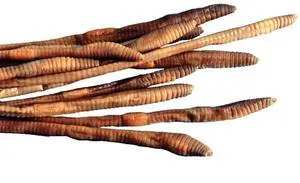 Preserved Earthworm Specimens for Dissection, Worm Dissection for Biology Classroom, Large 8-10 Inches, Vacuum Packed, 100 Pack Preserved Earthworm Specimens for Dissection, Worm Dissection for Biology Classroom, Large 8-10 Inches, Vacuum Packed, 100 Pack