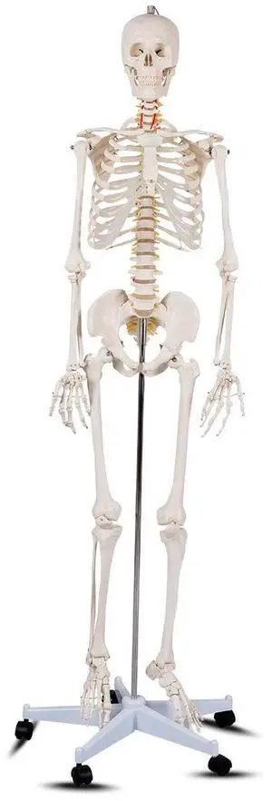 70.8" Life Size Skeleton Model, with Roller Stand, 2 Casters with Brake, Removable Parts, Anatomical Poster and Dust Cover, Human Skeleton Model for Anatomy 70.8" Life Size Skeleton Model, with Roller Stand, 2 Casters with Brake, Removable Parts, Anatomical Poster and Dust Cover, Human Skeleton Model for Anatomy