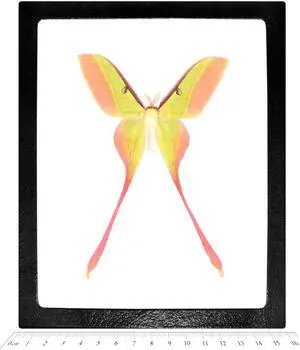 Actias dubernardi Male Pink Yellow Saturn Moth China Rare Framed Actias dubernardi Male Pink Yellow Saturn Moth China Rare Framed