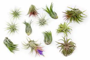 50 Pack Air Plants Assorted Tillandsia Ionantha - Live Succulent House Plants - Available in Wholesale and Bulk - Home and Garden Decor - Easy Care Indoor and Outdoor Plants 50 Pack Air Plants Assorted Tillandsia Ionantha - Live Succulent House Plants - Available in Wholesale and Bulk - Home and Garden Decor - Easy Care Indoor and Outdoor Plants